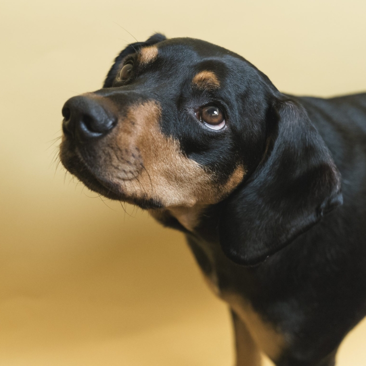 Automatisch gespeicherter Entwurf